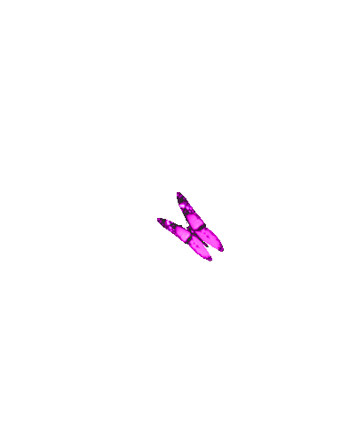 leptir